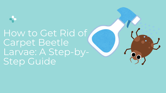 Carpet beetle larvae infestation on handwoven rug with cleaning and pest removal treatment process